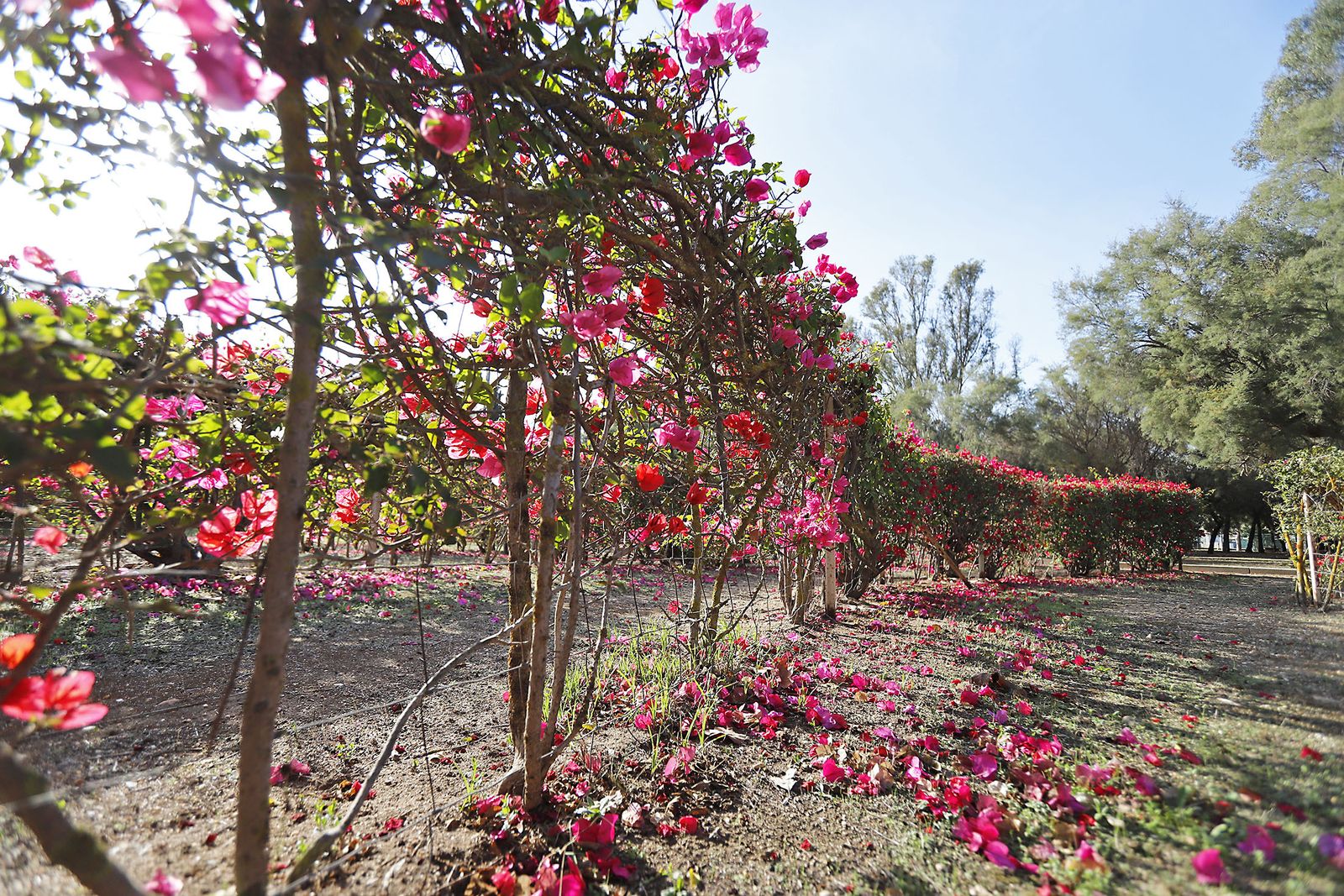 Imágenes del actual estado de las esculturas del museo al aire libre de Huelva