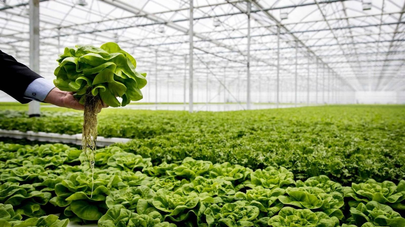 Invernadero holandés.