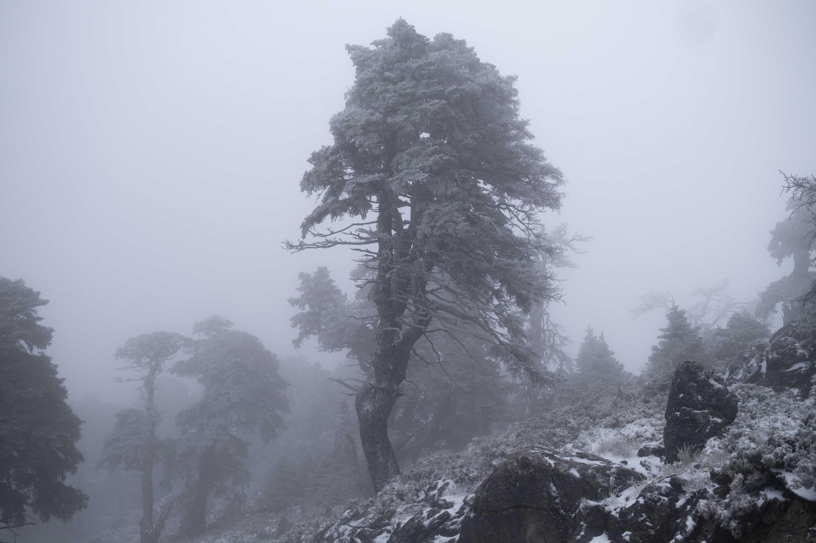 Nevada en la Sierra de las Nieves, en fotos