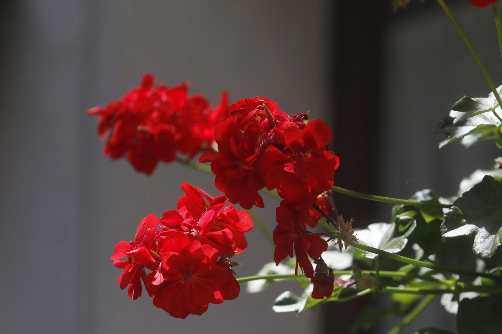 Ruta Regina - Realejo de los Patios de Córdoba, en imágenes