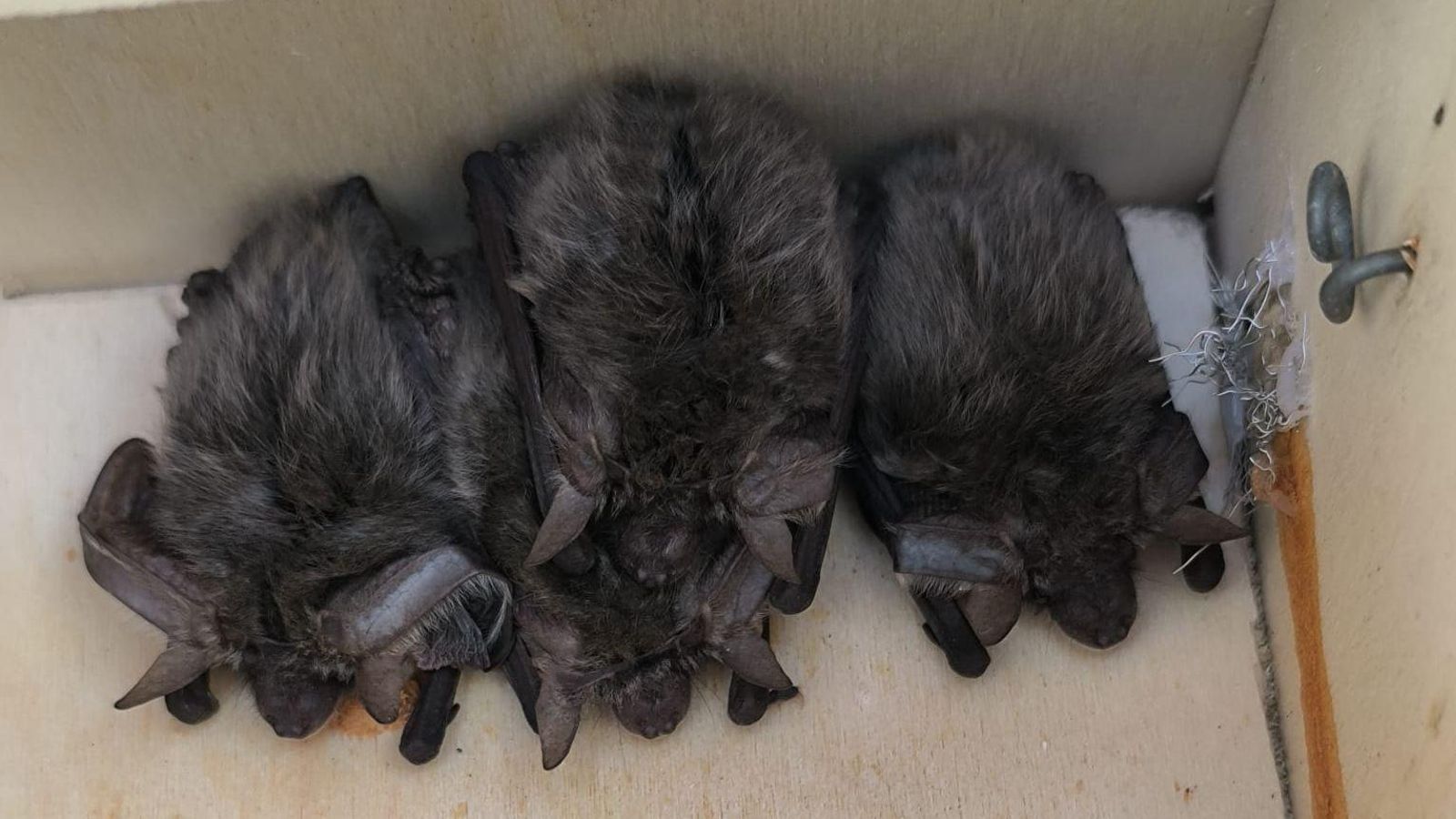 Murciélagos orejudos grises en una caja de Serbal.