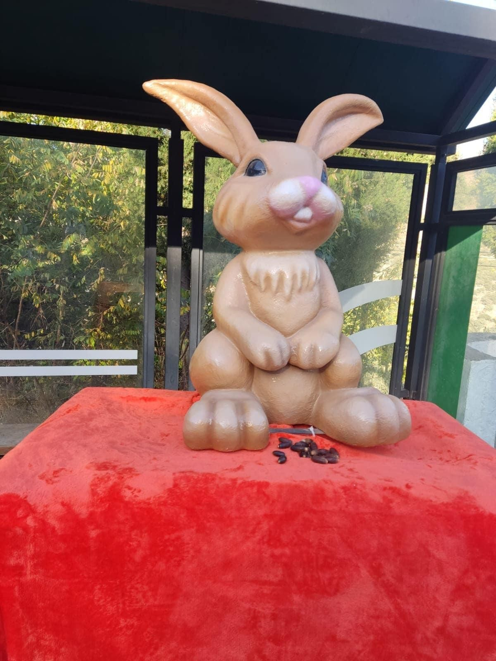 Conejo desaparecido en Parauta.