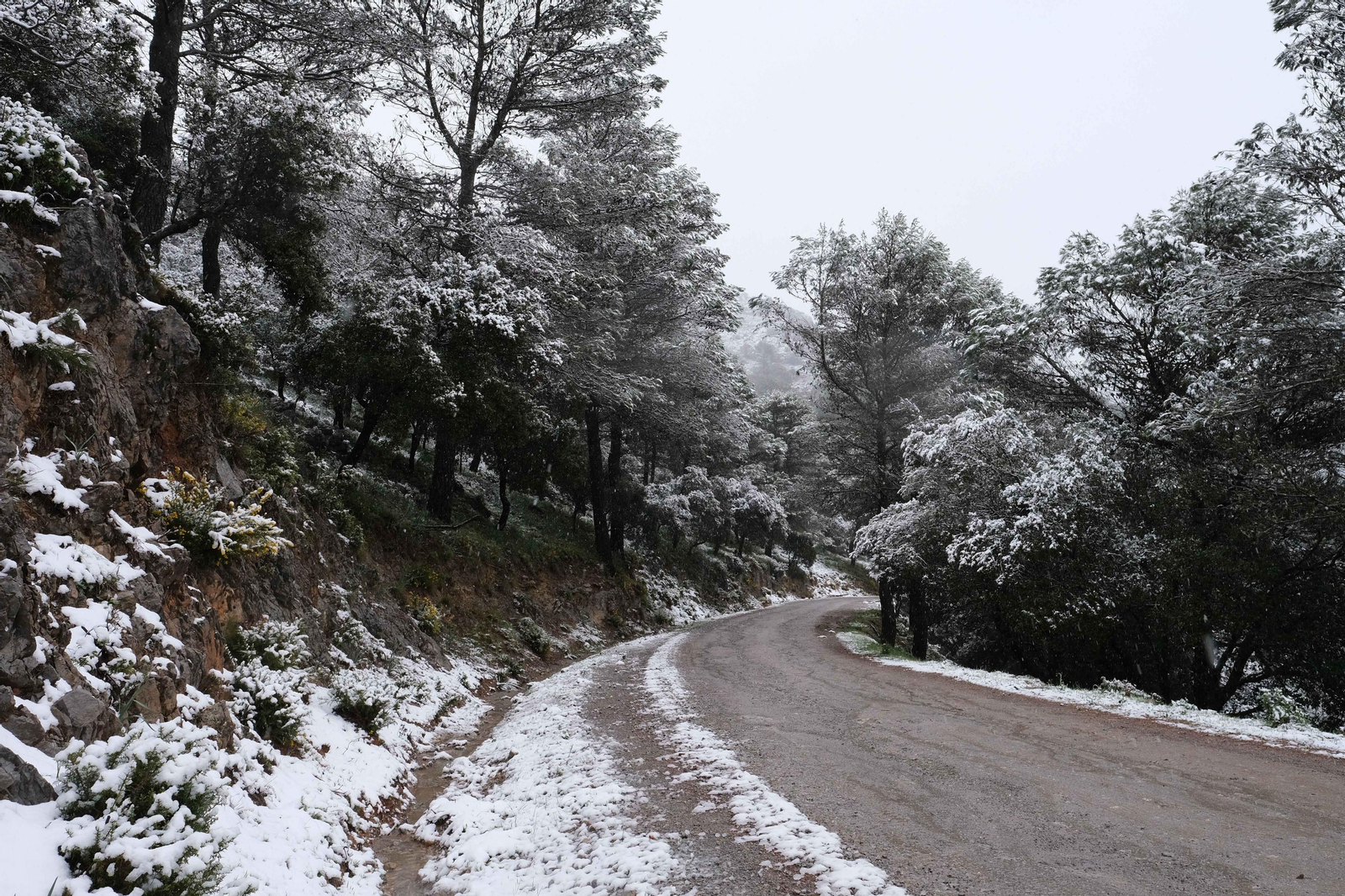 La nueva nevada  en el Parque Nacional Sierra de las Nieves, en fotos