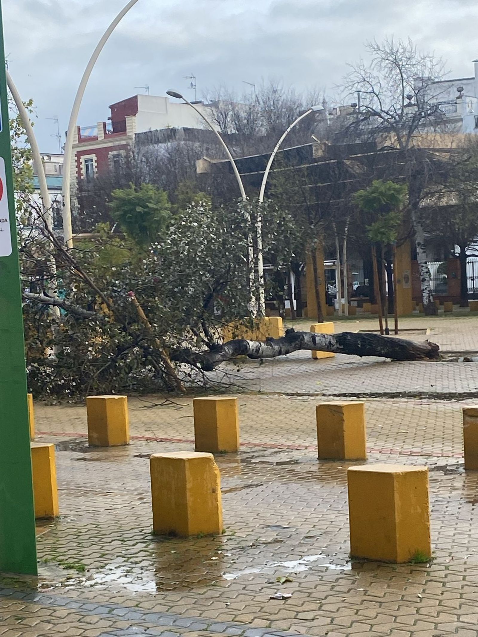 Árbol caído en la Alameda de Hércules
