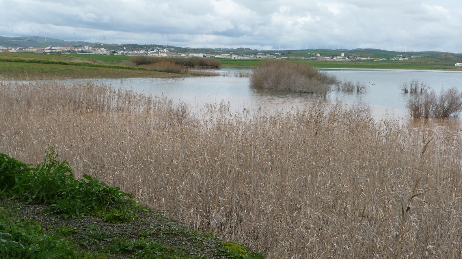La laguna Dulce de Campillos con la localidad al fondo. La laguna Dulce de Campillos con la localidad al fondo.