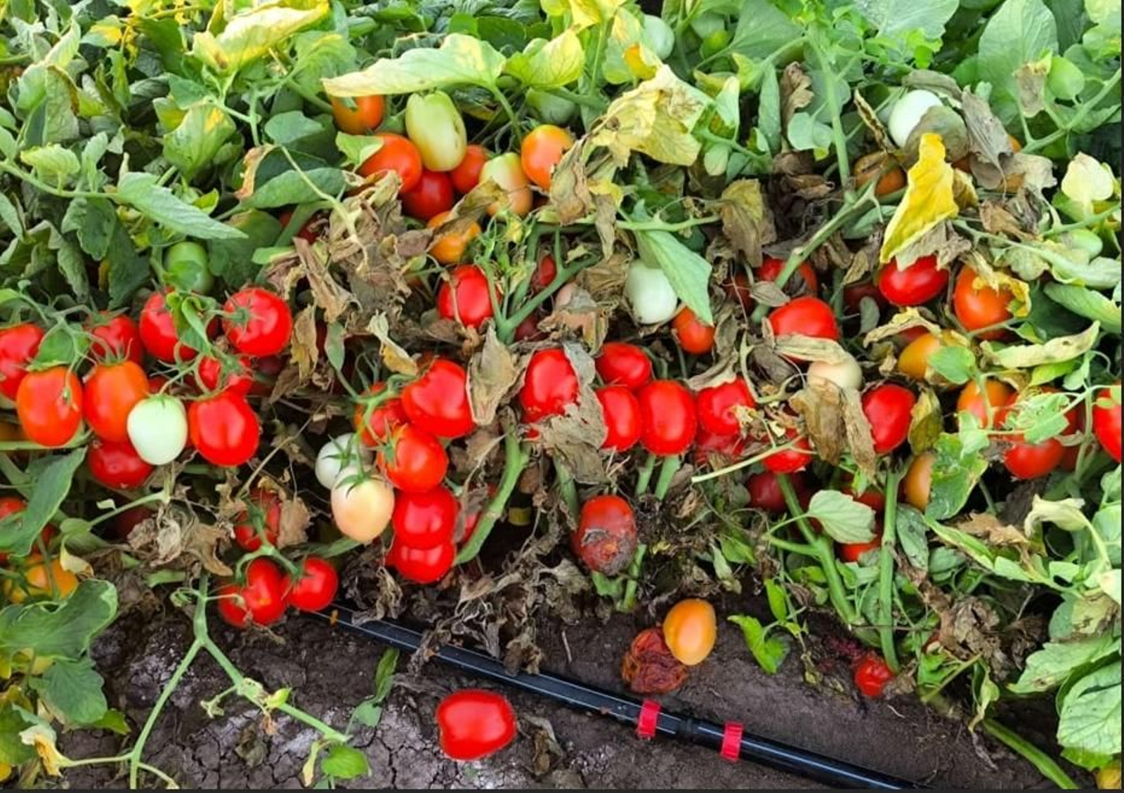 Tomates de la actual campaña en mal estado.