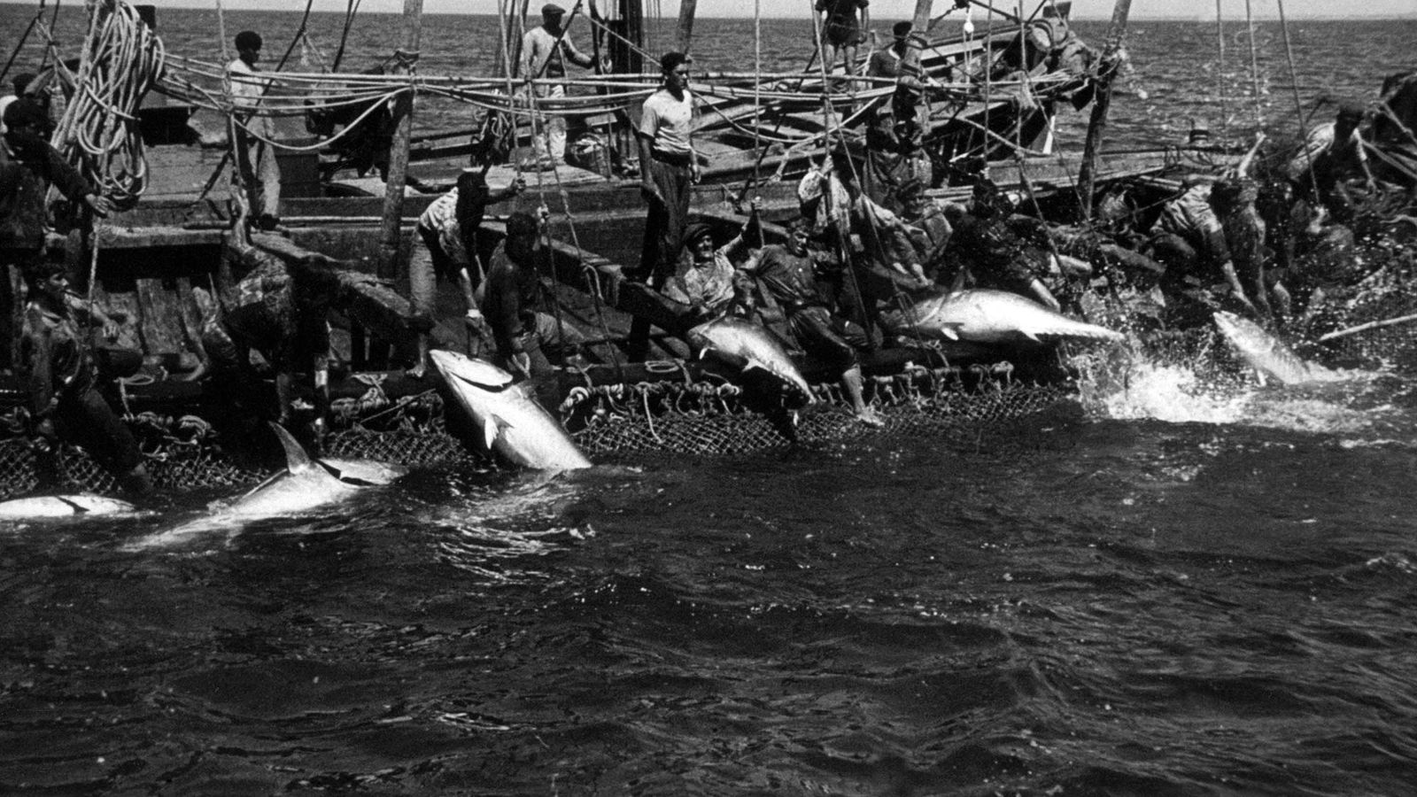 Antigua actividad almadrabera en el litoral onubense