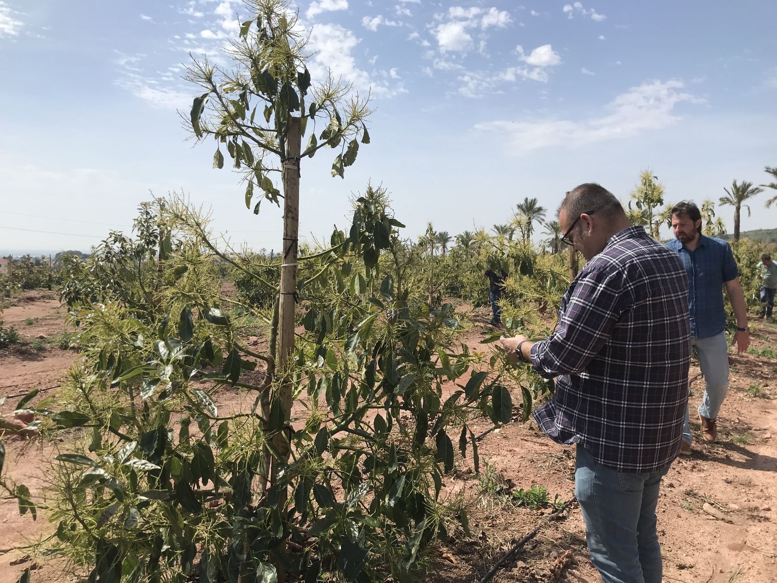 El gerente de Ecoculture Biosciences, Ángel Ruiz Serna, en una visita a cultivos de aguacate en Castellón donde se aplican las soluciones de la firma almeriense