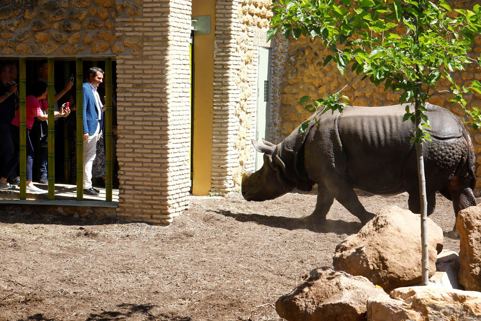 Así es Manas, el rinoceronte indio del Zoo de Córdoba