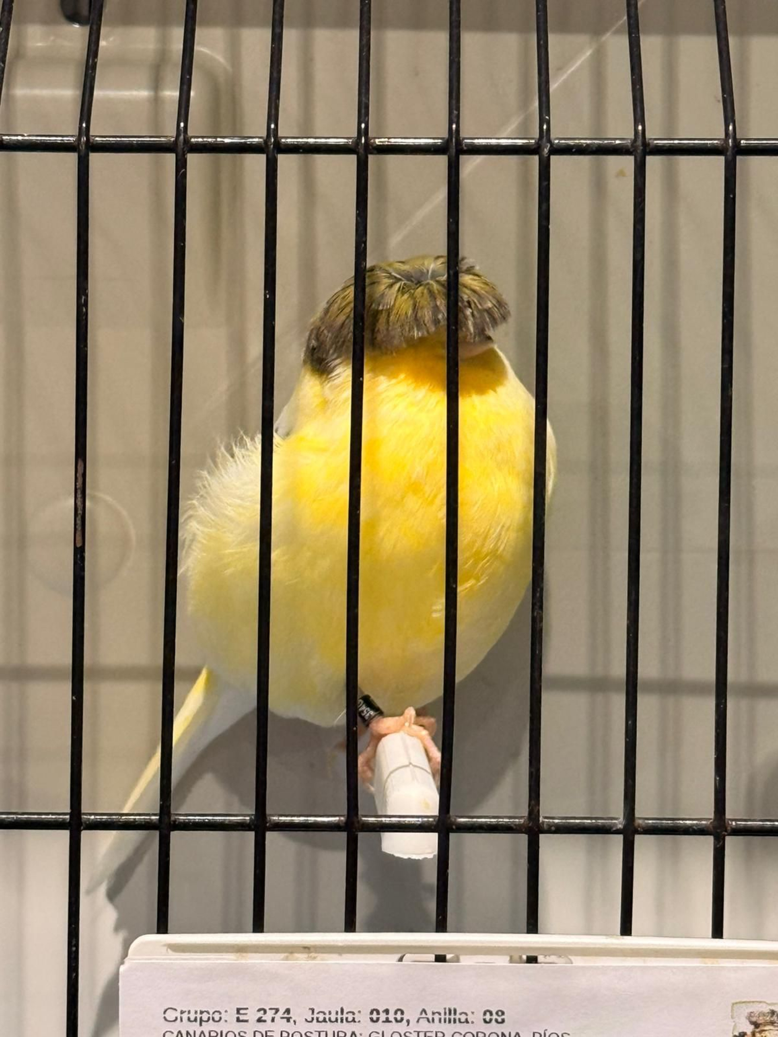 Uno de los pájaros de la muestra.