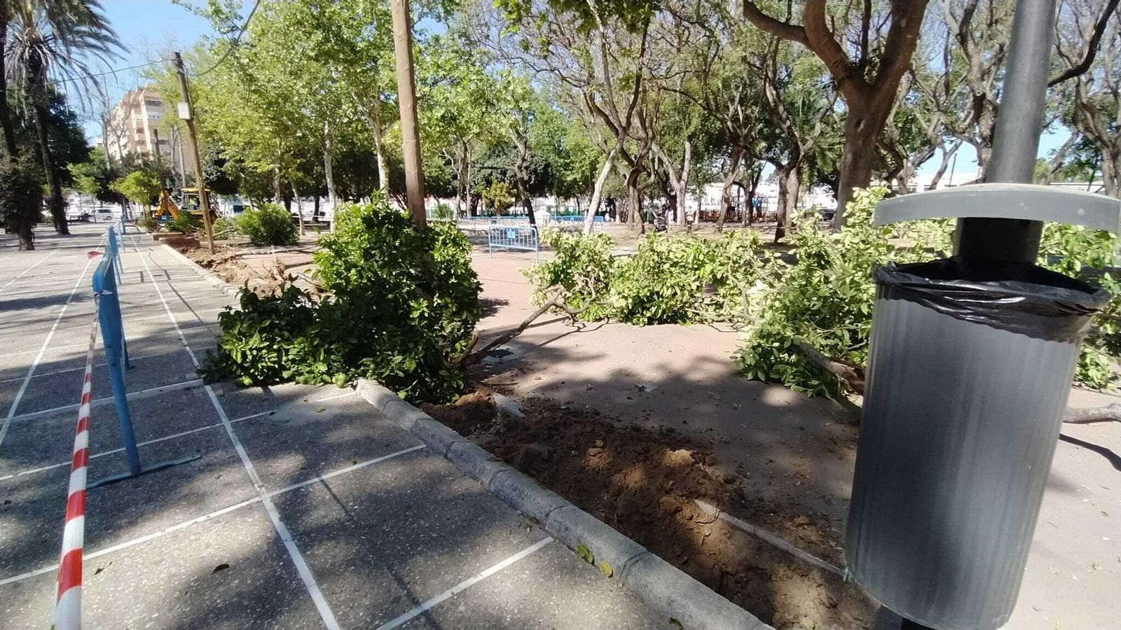 Retirada de naranjos del parque Almirante Laulhé en San Fernando Retirada de naranjos del parque Almirante Laulhé en San Fernando
