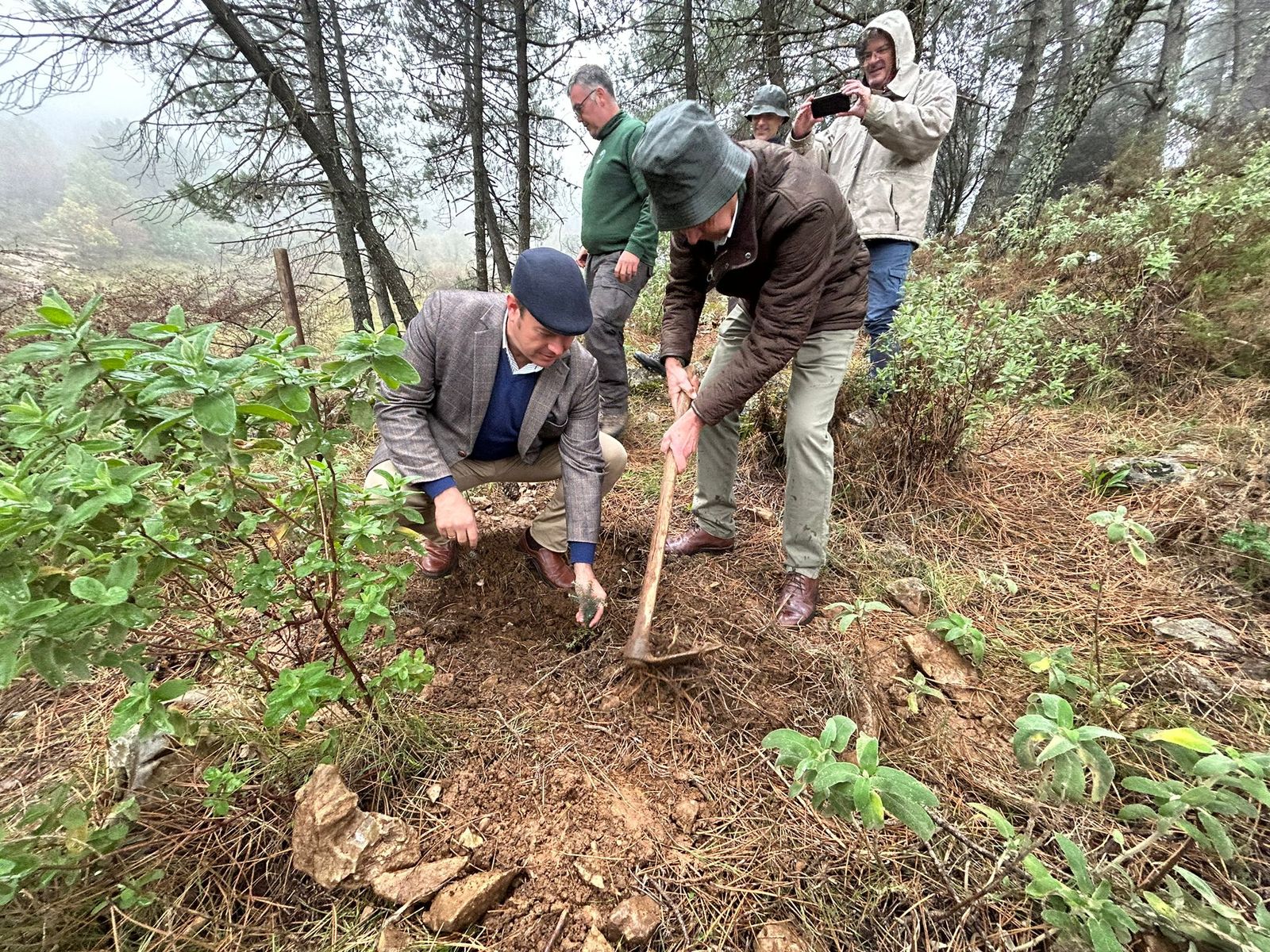 Plantación de pinsapos en la Sierra de Grazalema