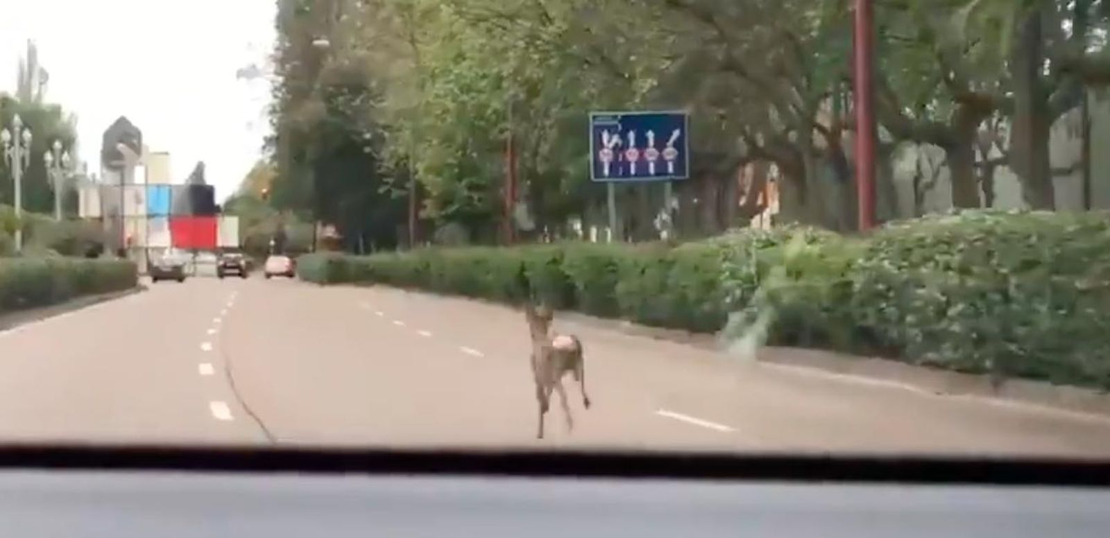Un corzo pasea libremente por las calles de Valladolid y se produce una persecución policial
