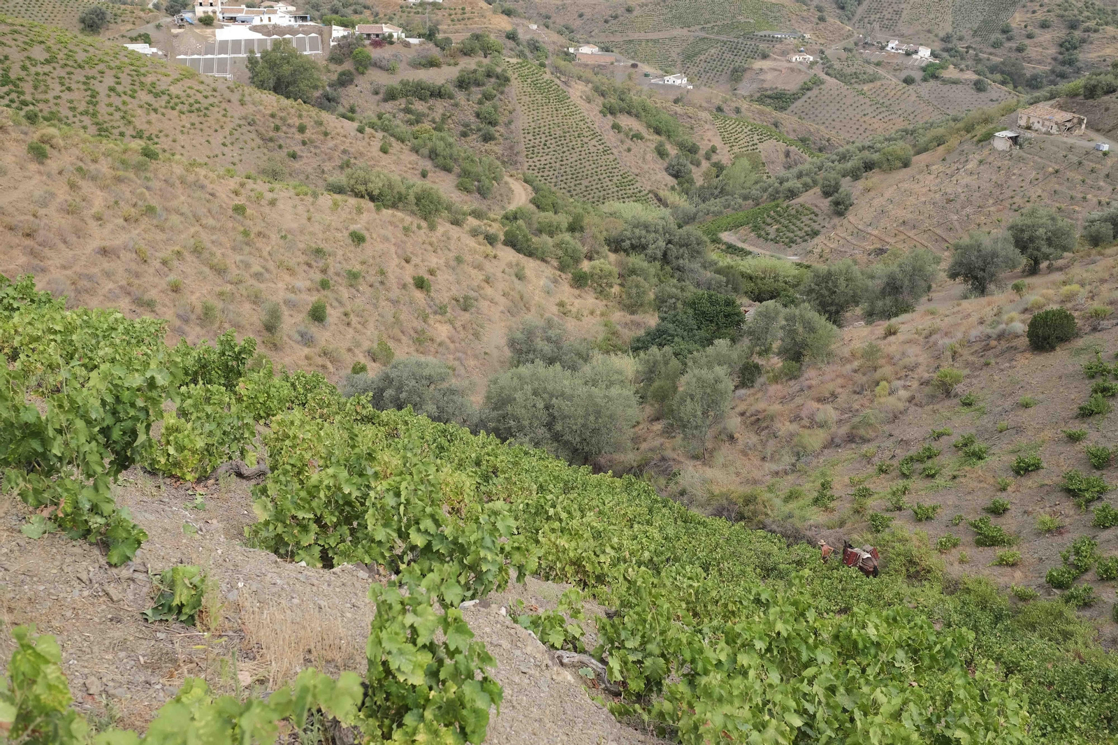 La vendimia de la Axarquía, en fotos
