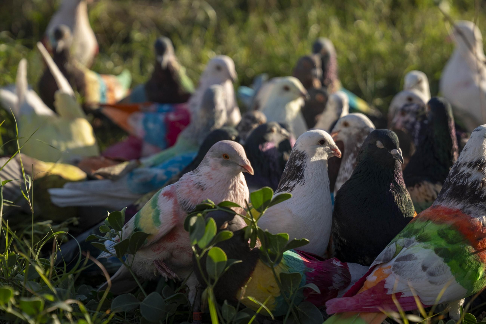 Las mejores imágenes de la suelta de palomos en la Feria de Albox