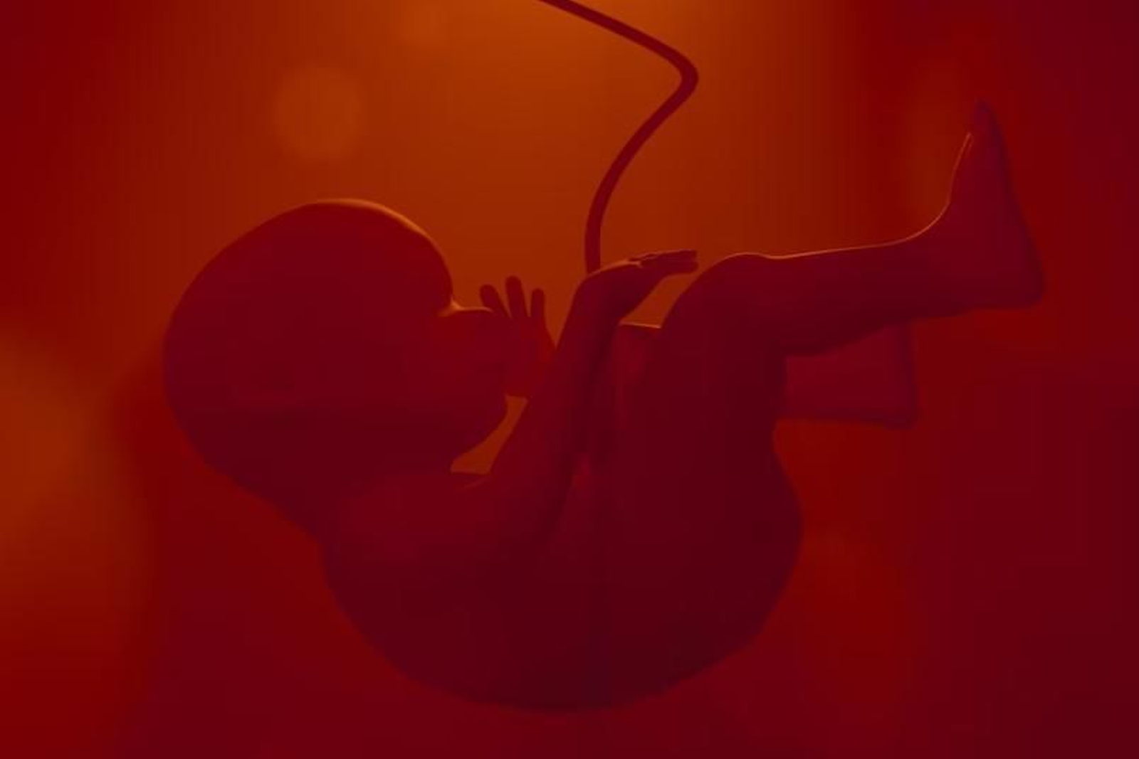 Microquimerismo fetal: el intercambio de células madre-hijo durante el embarazo puede durar décadas y 'reparar' órganos