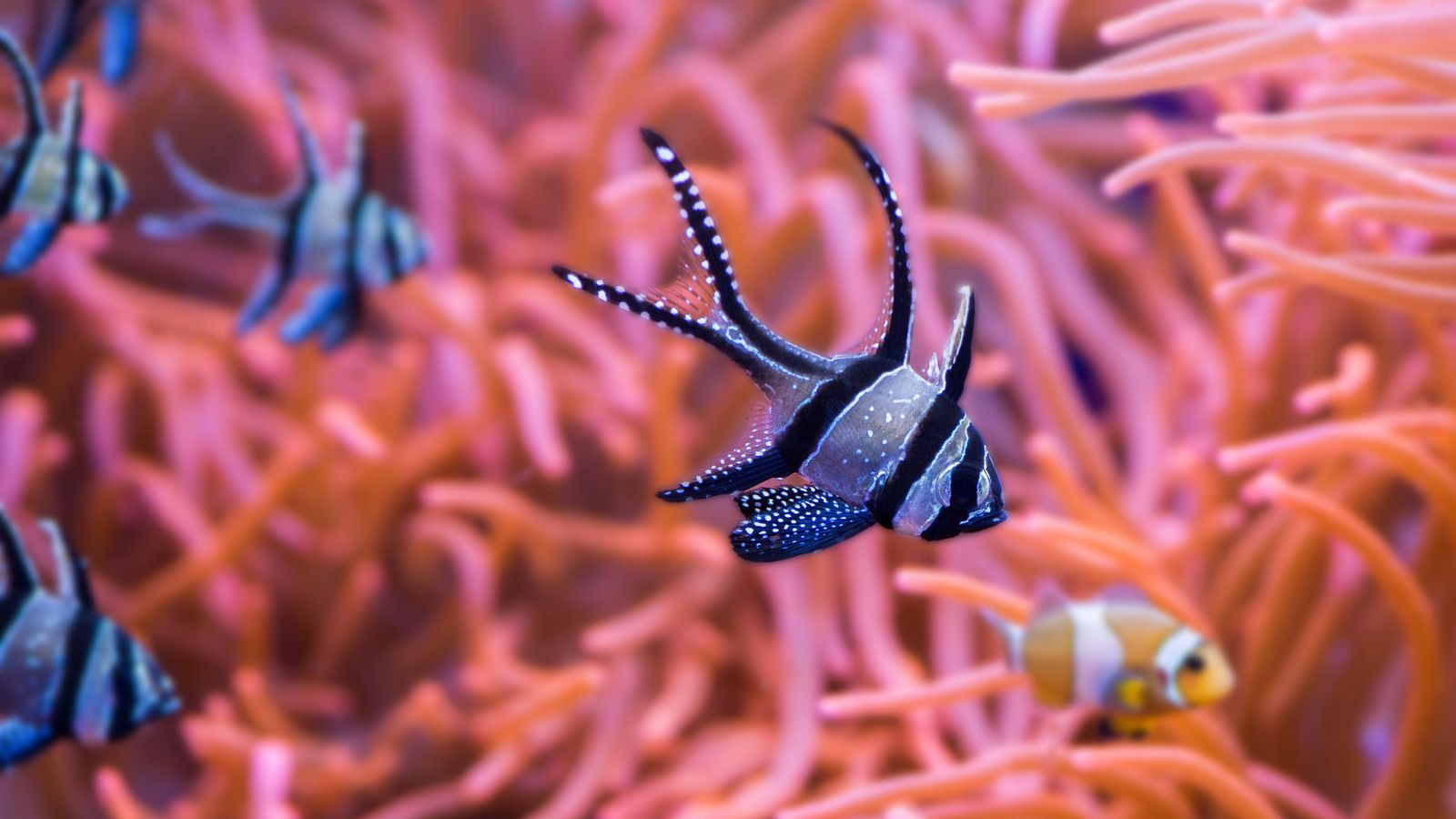 Ejemplar de cardenal de Banggai en el Acuario de Sevilla.