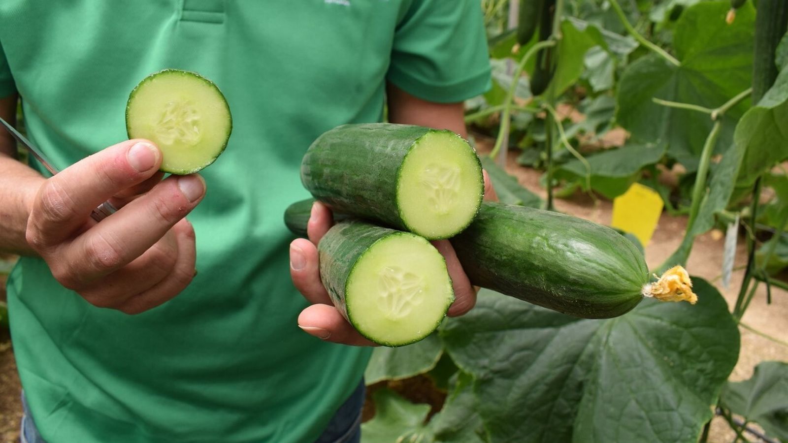 Pepino Bastian de Ramiro Arnedo