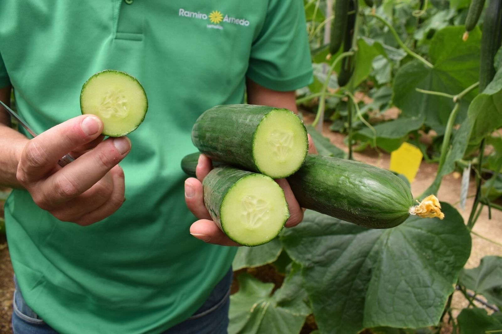 La provincia almeriense, líder en producción de pepino en España