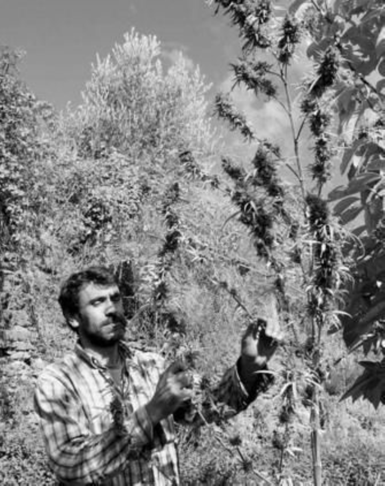 Juan Zurita sostiene una de sus plantas de su plantación de cáñamo en Pórtugos.