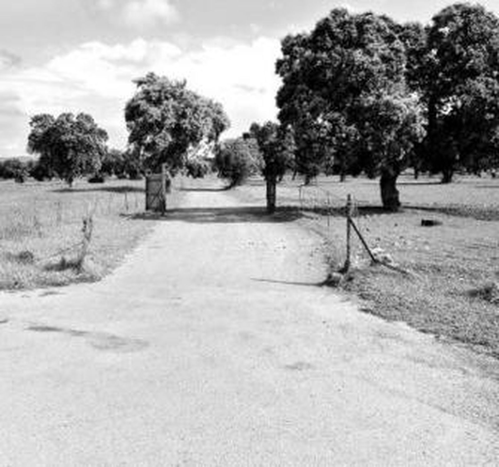 Camino de entrada a la finca Las Navas, donde se produjo el suceso.
