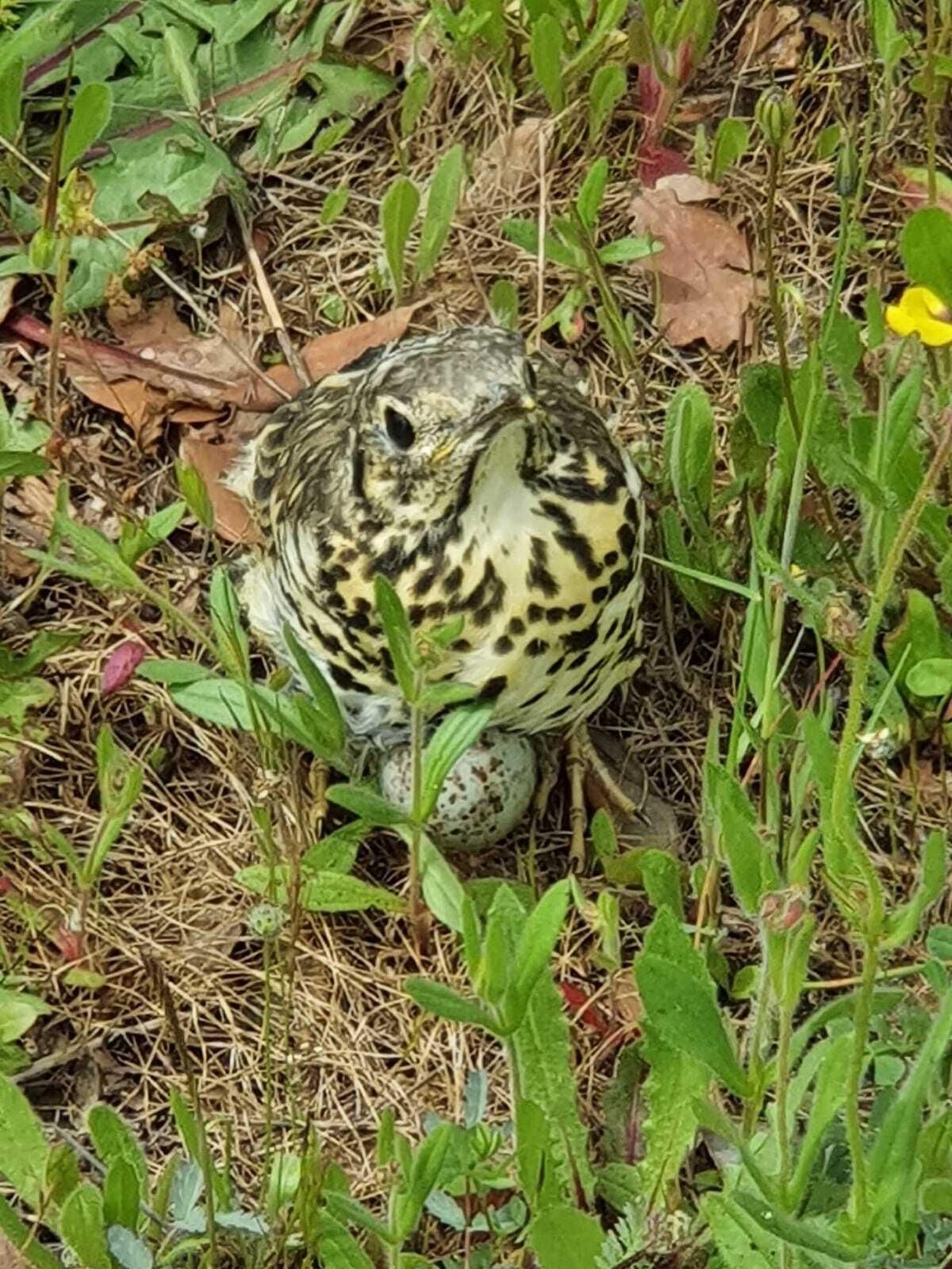 Las fotografías de la primavera en Los Pedroches