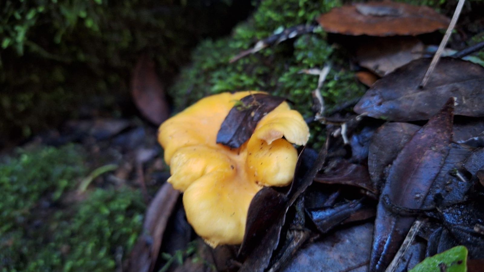 Vegetación en una de las rutas de senderismo.