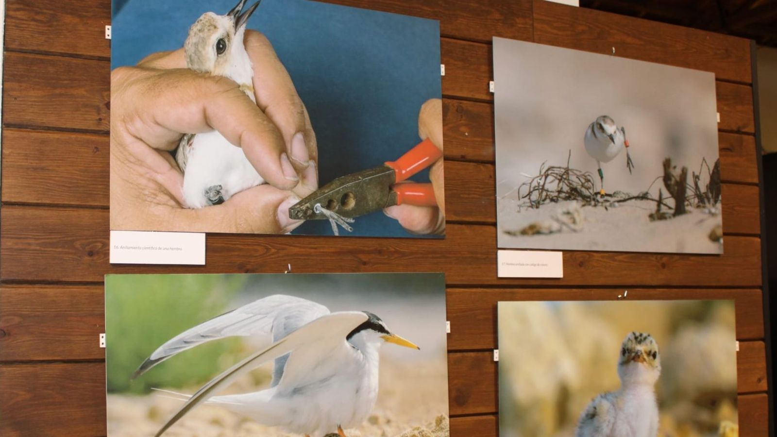 Cuatro imágenes de esta muestra.