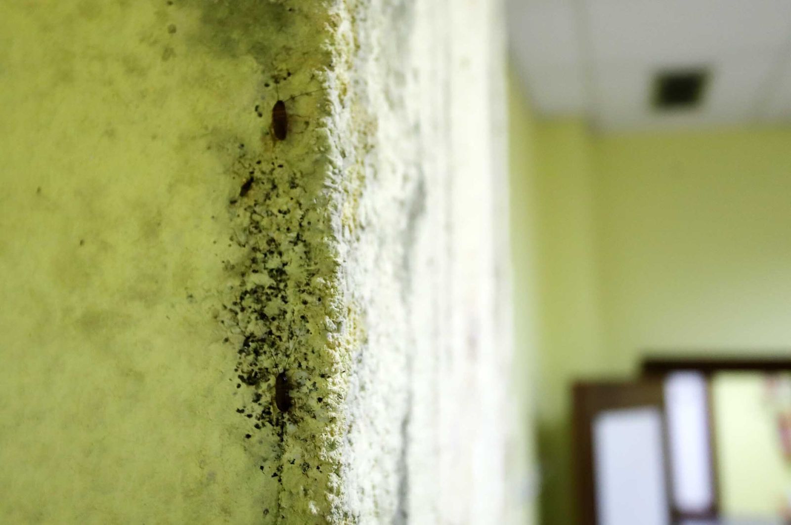 Imágenes del mal estado en el que se encuentra la Unidad de Salud Mental de la Plaza Houston