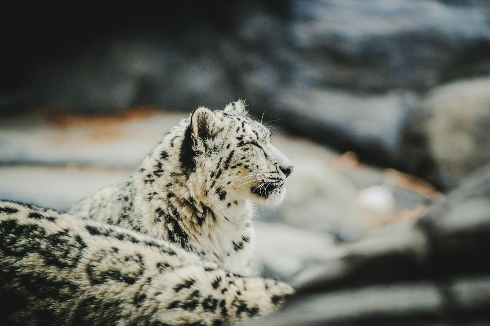 Un leopardo de las nieves