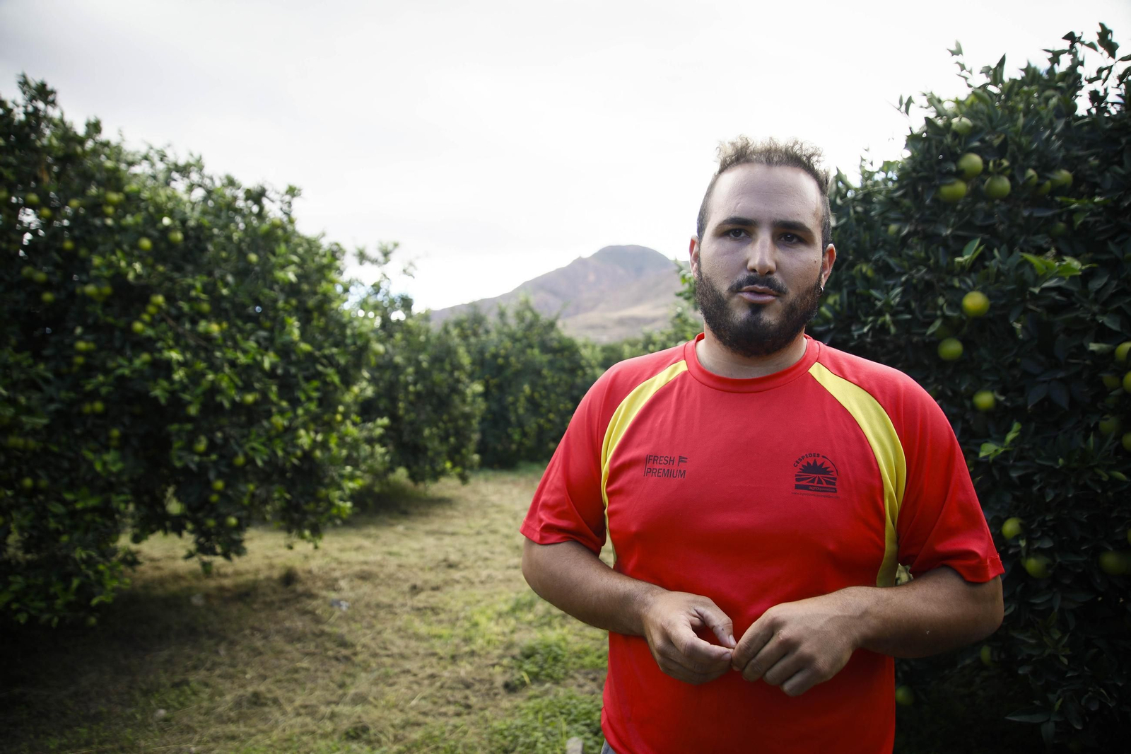 Las naranjas de Íllar, en imágenes