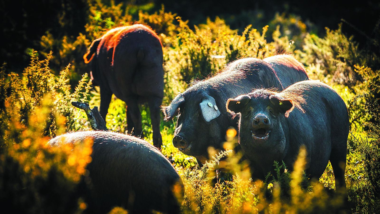Imprescindible una visita a sus dehesas