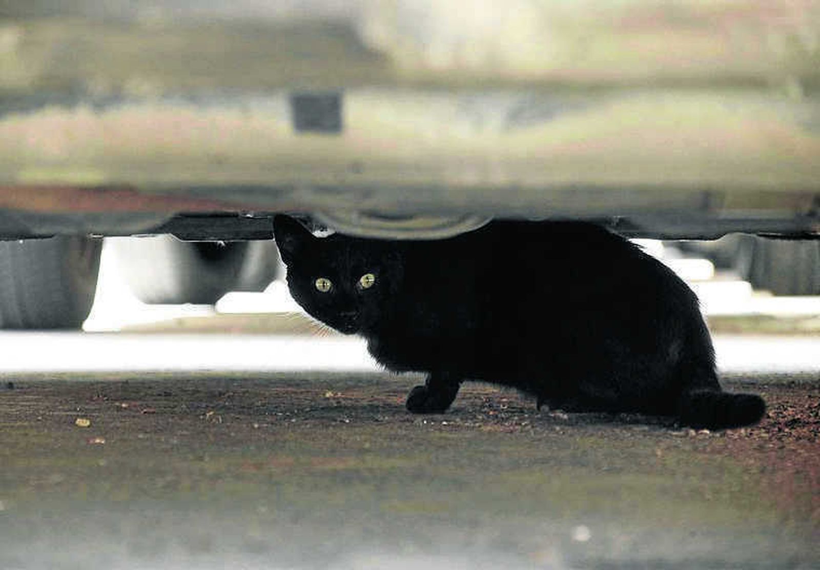 Un gato negro debajo de un coche.