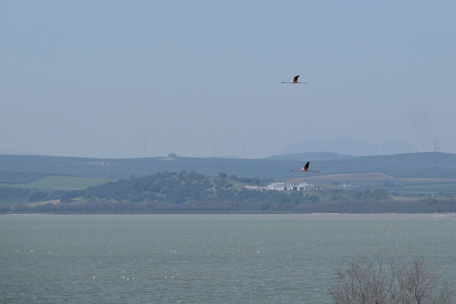 Flamencos vuelan sobre el lago principal de la Laguna de Fuente de Piedra.