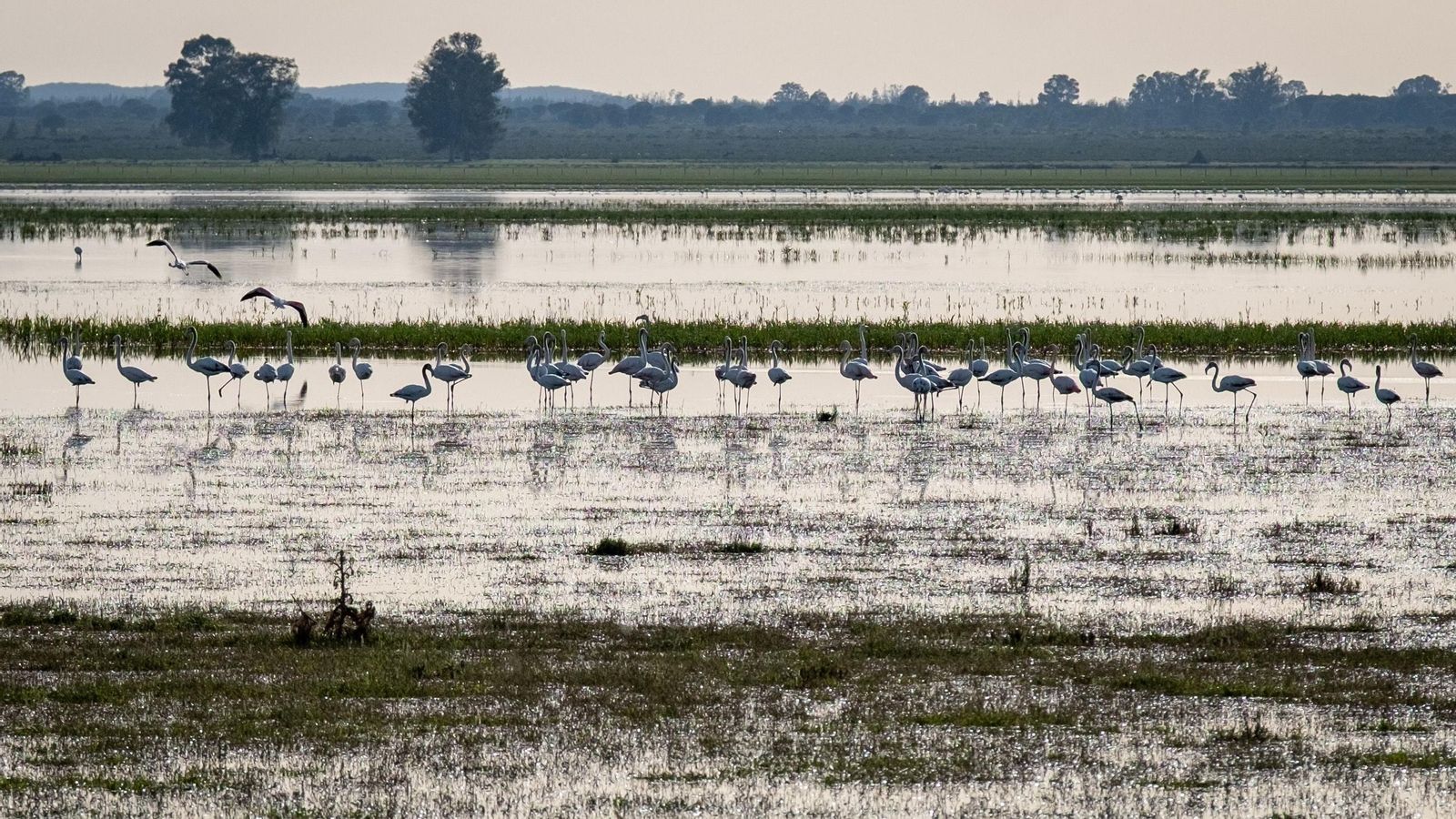 Un grupo de flamencos en la Marisma Gallega de Hinojos.