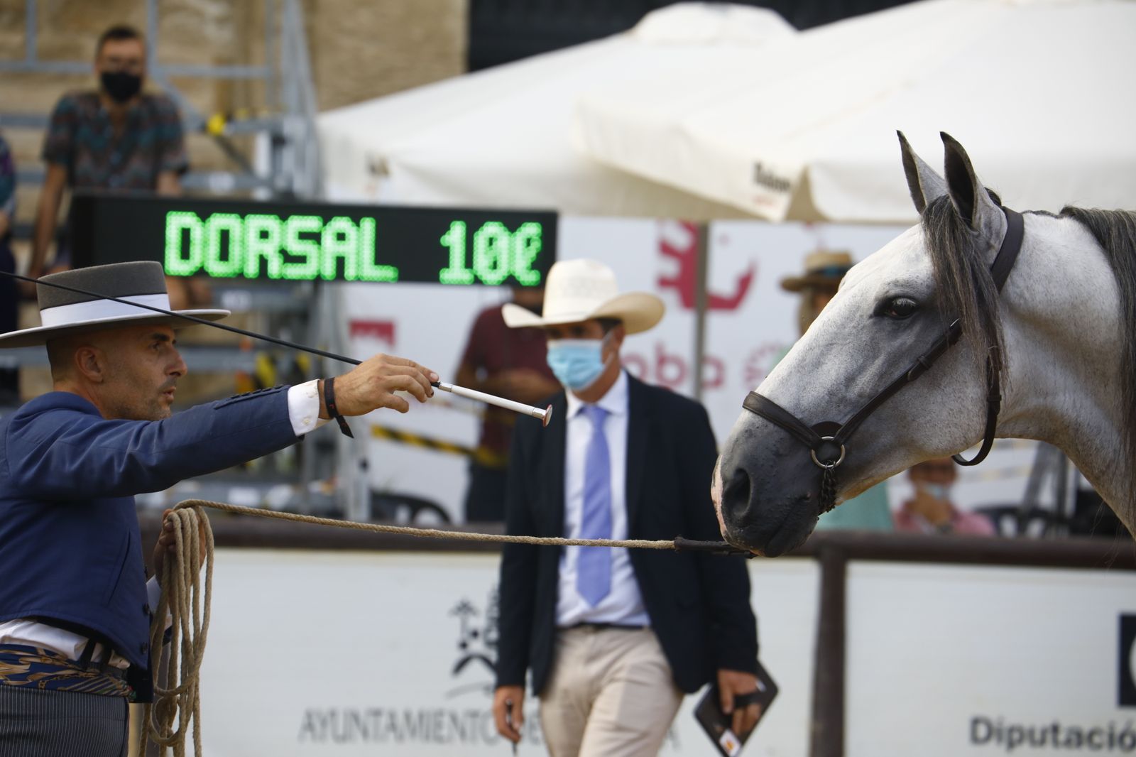 El concurso morfológico de caballos de pura raza de Cabalcor, en fotografías