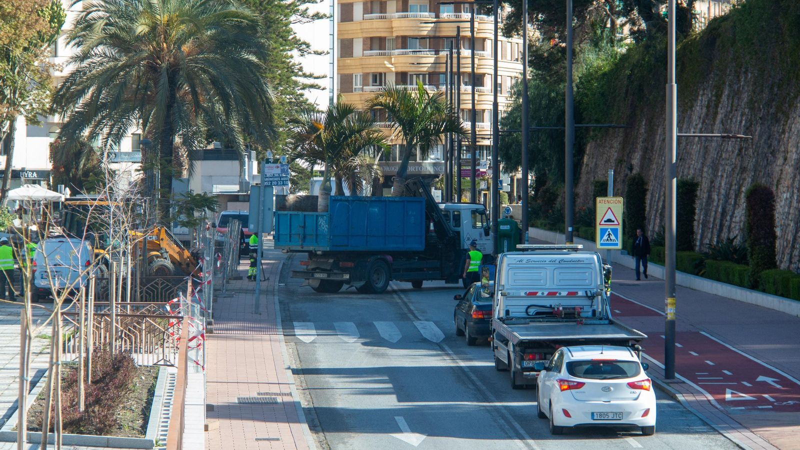 Las palmeras sanas se están reubicando en otras zonas de la ciudad