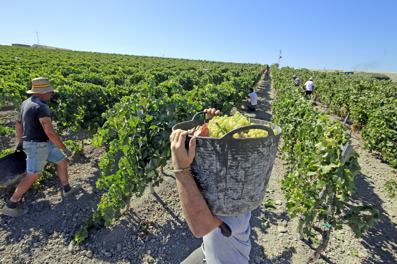 Imagen de la vendimia en una viña del Marco de Jerez.