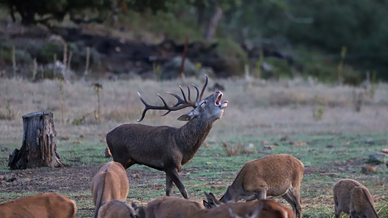 Fotos de la berrea en el Campo de Gibraltar