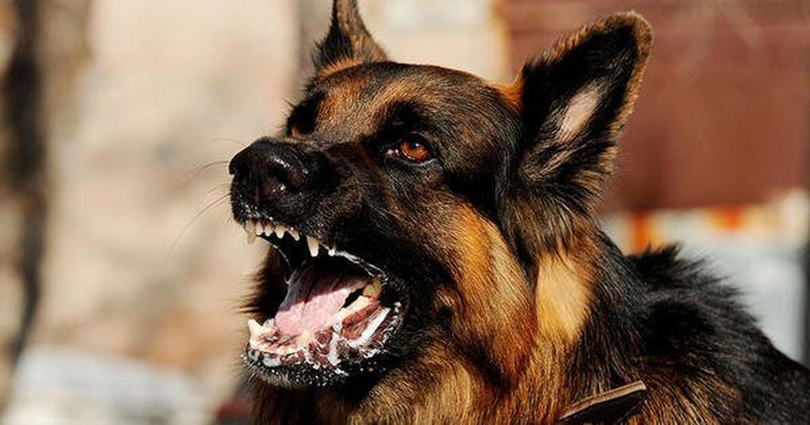Detectan en Melilla un perro con rabia que ha mordido a cinco personas