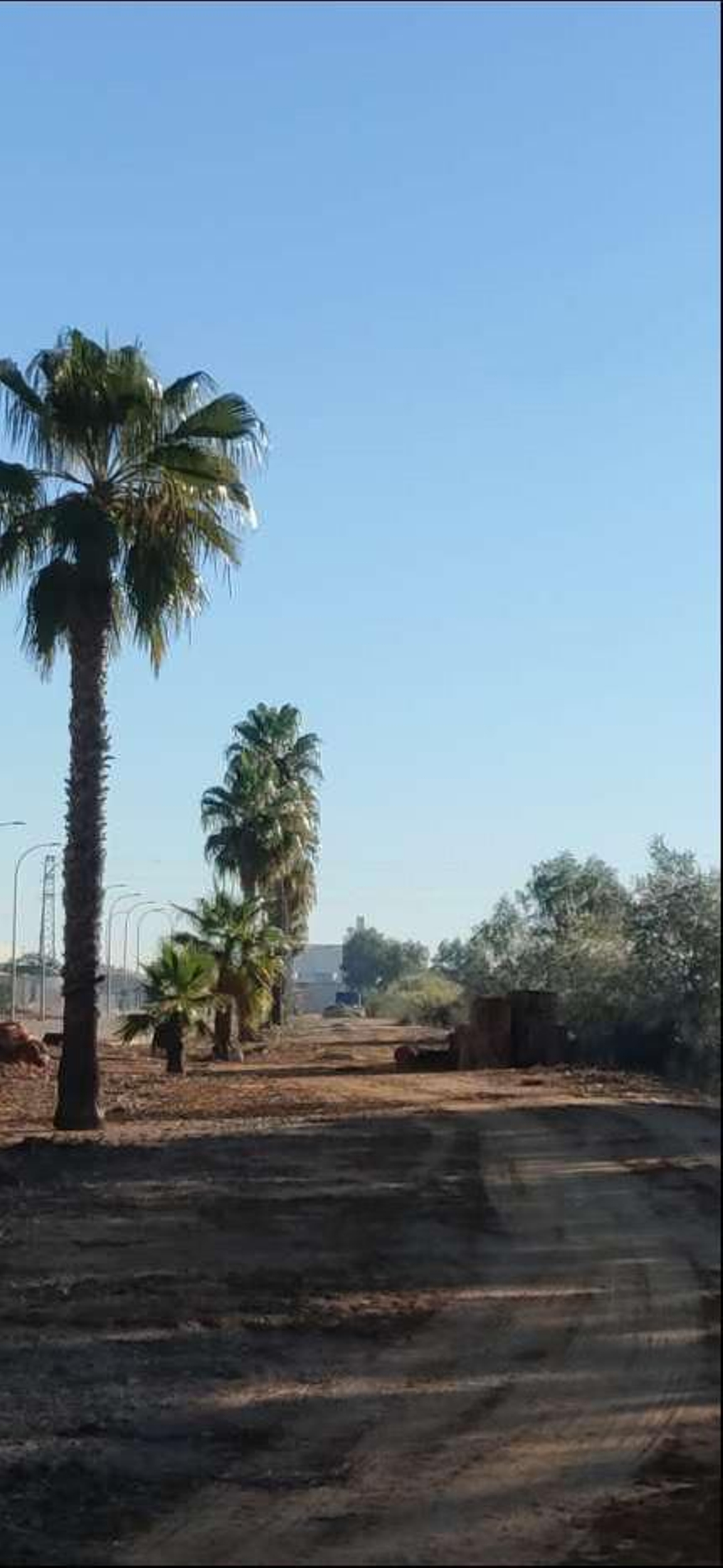 Otra vista de los troncos cortados en el Tamarguillo junto al aeropuerto.