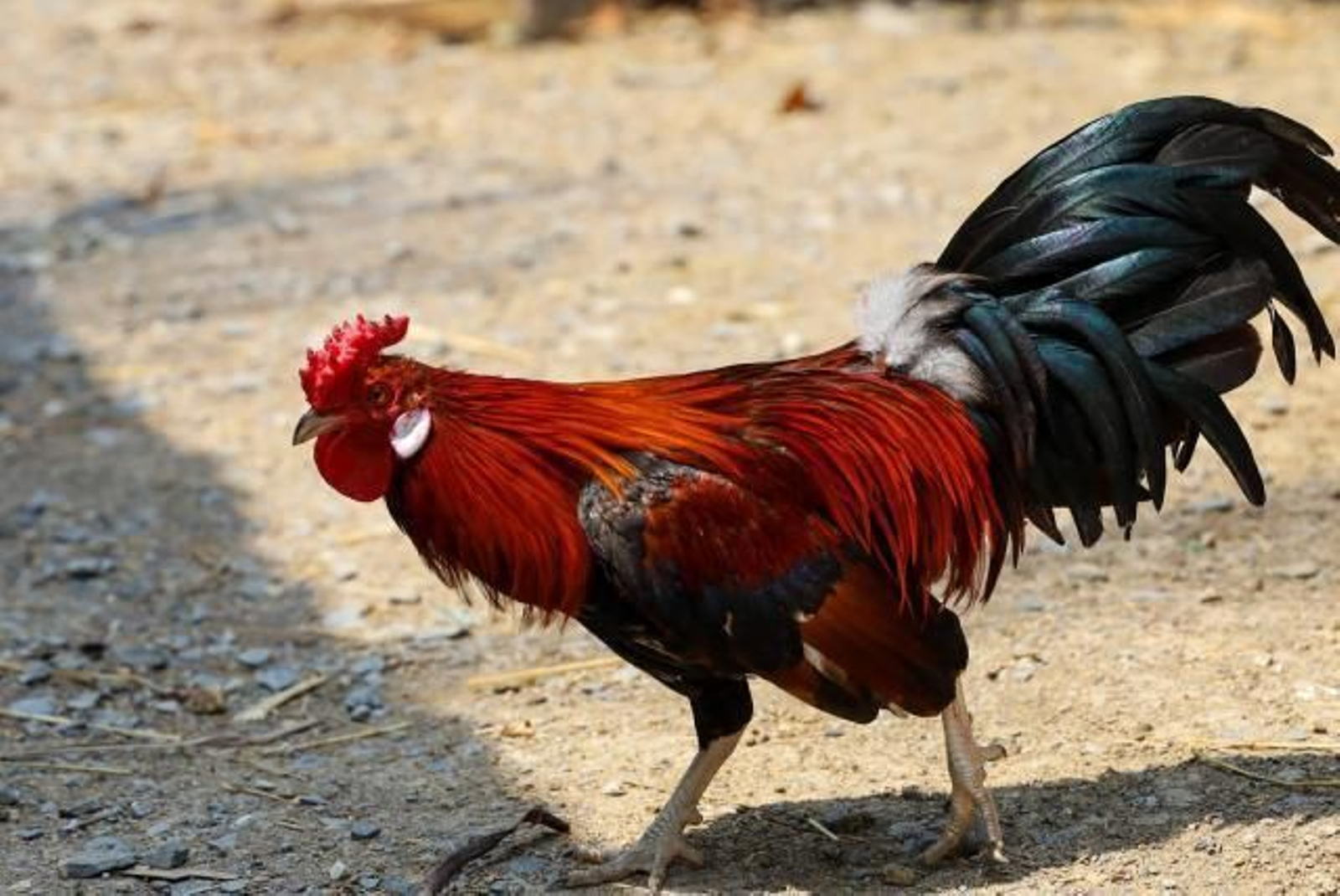 Gallo de pelea.