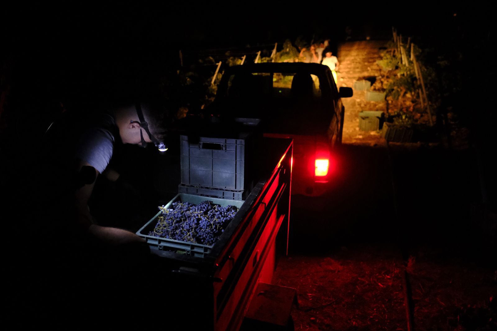 Vendimia nocturna en Ronda, en fotos