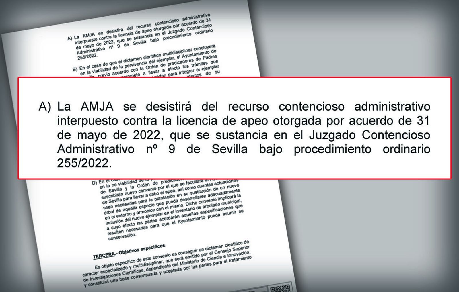La asociación de jardinería andaluza que salvó el ficus de Triana retirará la denuncia
