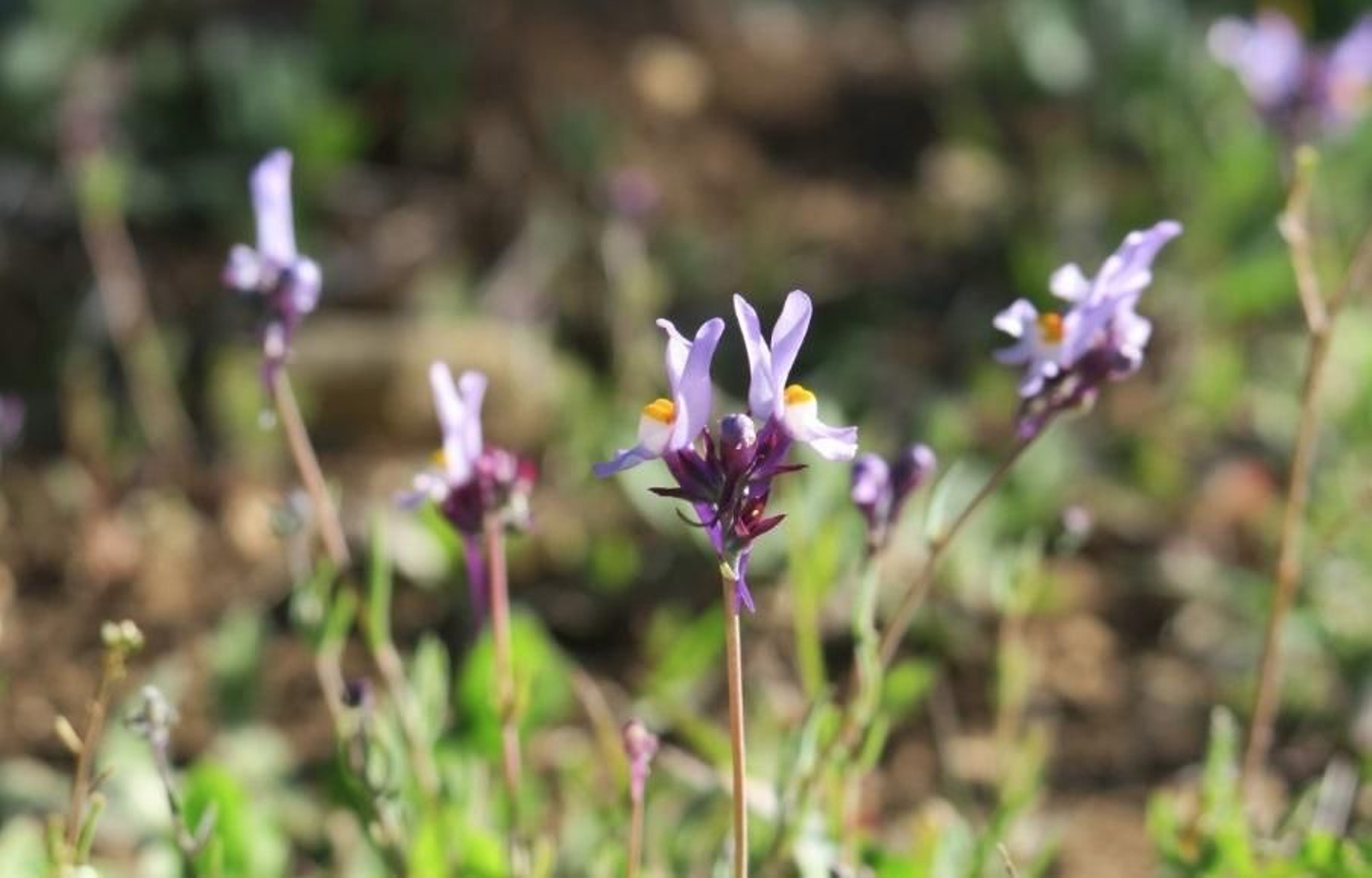 La Linaria Qartobensis en flor.