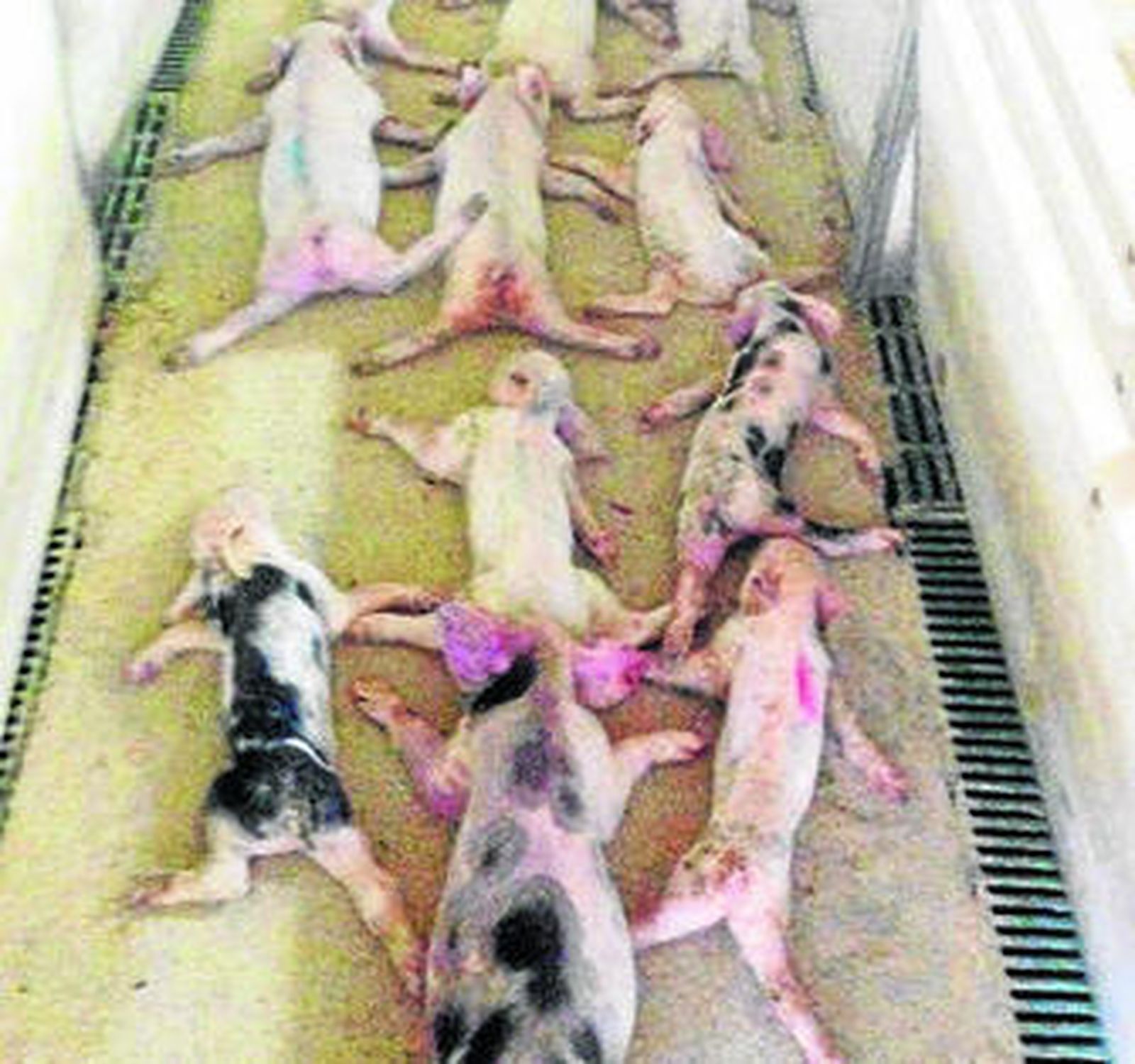 Parte de los lechones fallecidos en Huércal-Overa.