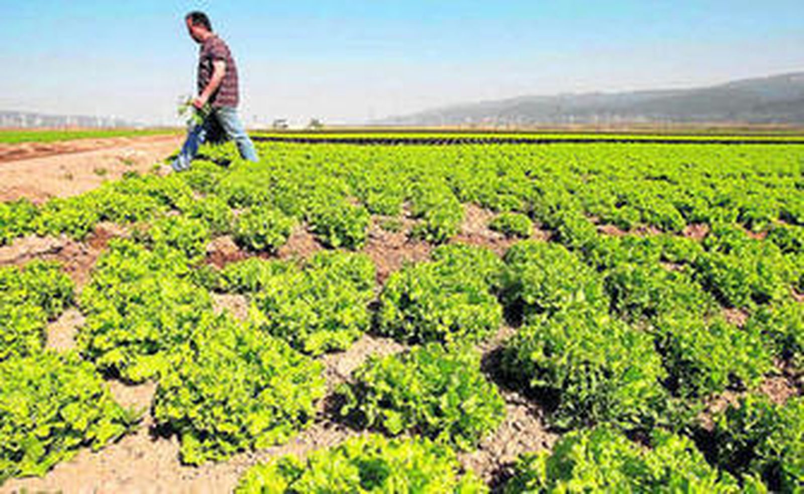 Explotación de lechuga de Primaflor.