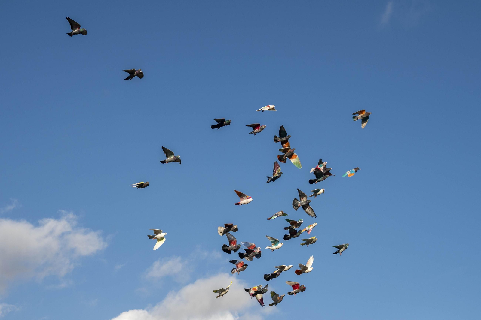 Las mejores imágenes de la suelta de palomos en la Feria de Albox