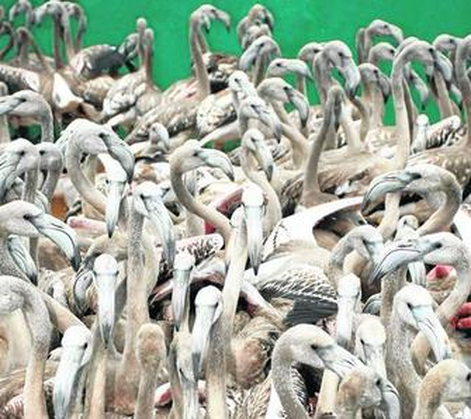 1. Un grupo de flamencos espera en el corral para ser anillados y devueltos al agua 2. Dentro del proceso de anillamiento, se colocan dos anillas en el tarso del animal. 3. Toma de medida de parámetros del pico, ala y tarso, tarea desarrollada por los voluntarios, biólogos y científicos llegados desde distintas partes de Andalucía 4. Los flamencos son pesados para luego poder ser controlados por el personal del paraje natural con una especie de báscula que sujeta al animal. 5. Dos flamencos regresan al humedal tras completar el proceso completo de anillamiento  6. Los voluntarios y personal asistentes recogen los materiales utilizados en la tarea