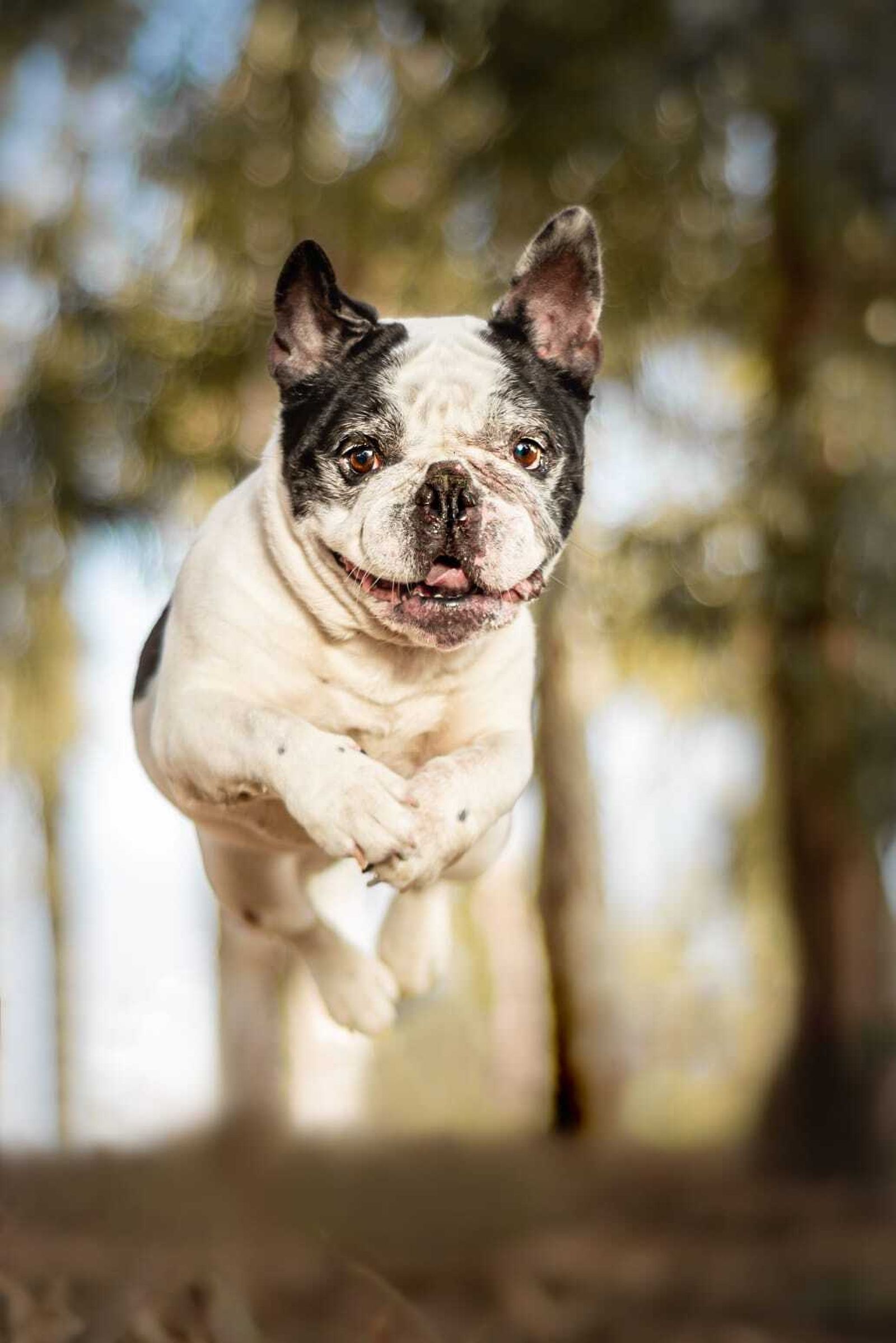 Álbum de las mascotas fotografiadas por 'El fotógrafo de mascotas'